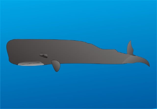 Free whale sperm whale marine mammals illustration