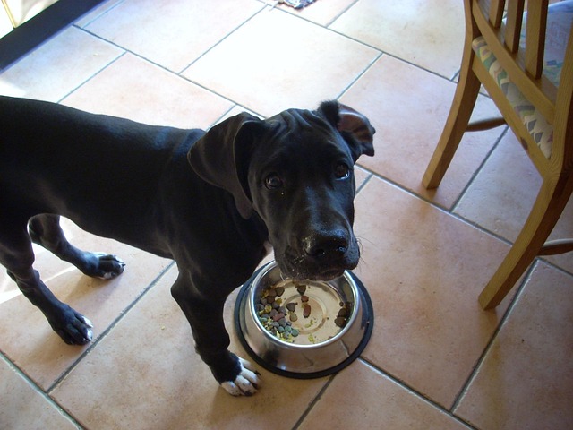 Tysk Mastiff, Mastiff, Hund, Husdyr