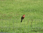 house finch, fence, bird
