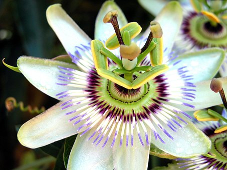 Free Passion Flower photo and picture