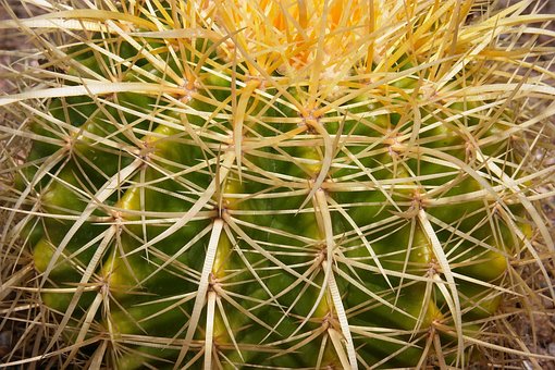 Free Cacti Desert photo and picture