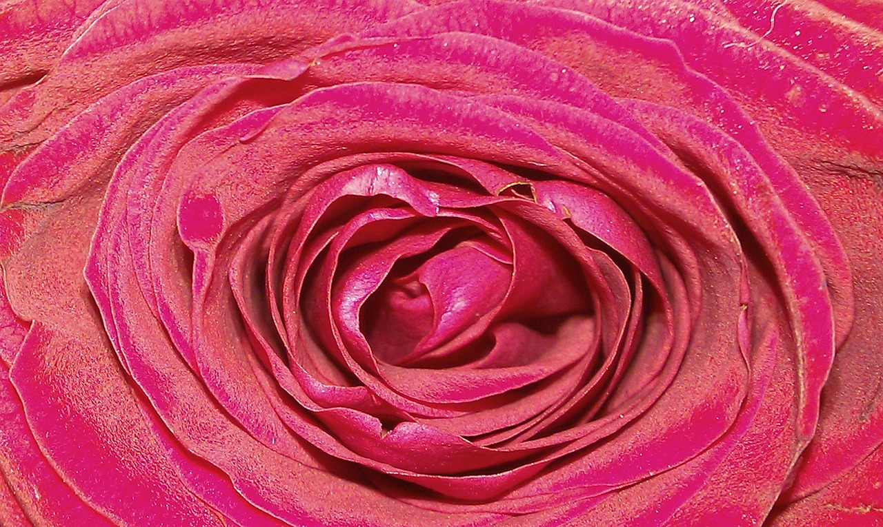 Queen Of Flowers Rose Rosaceae Free photo on Pixabay Pixabay