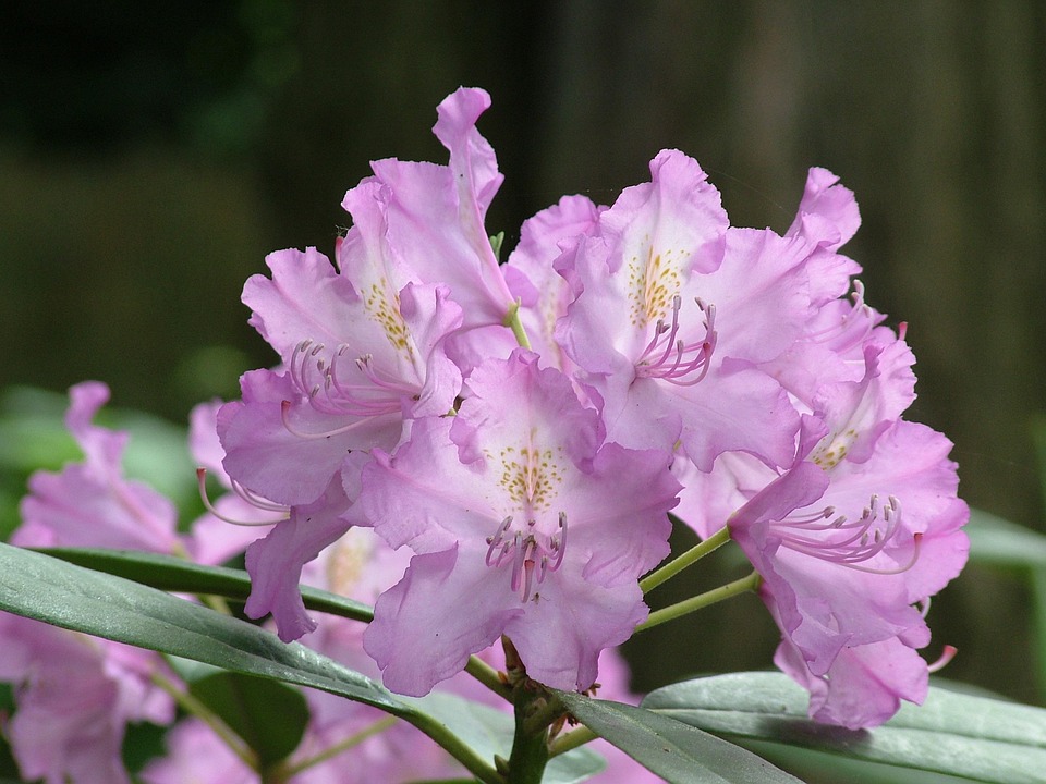 Spring Rhododendron Spring Flower Rhododendron - Free photo on Pixabay - Pixabay
