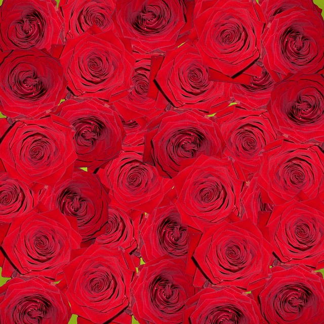 Roser, Natur, Blomst, Rød, Digital Kunst