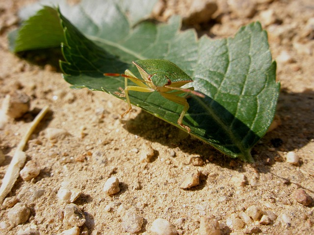 Bug Inseto Bug Insetos Animais - Foto gratuita no Pixabay - Pixabay