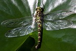 dragonfly, odonata, insect