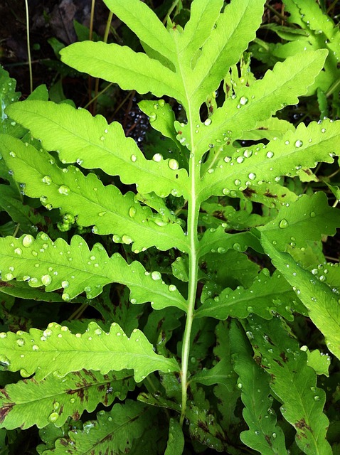 Free Fern Plant photo and picture