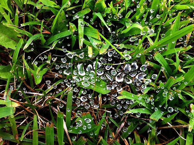Free Dew Morning photo and picture