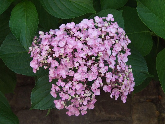 Free Hydrangea Bauer Hydrangea photo and picture