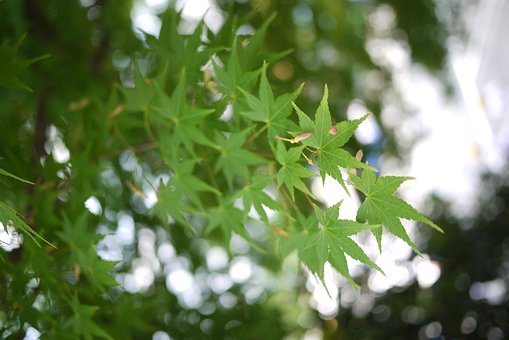 Free Maple Green photo and picture
