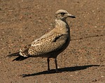 seagull, bird, larus smithsonianus