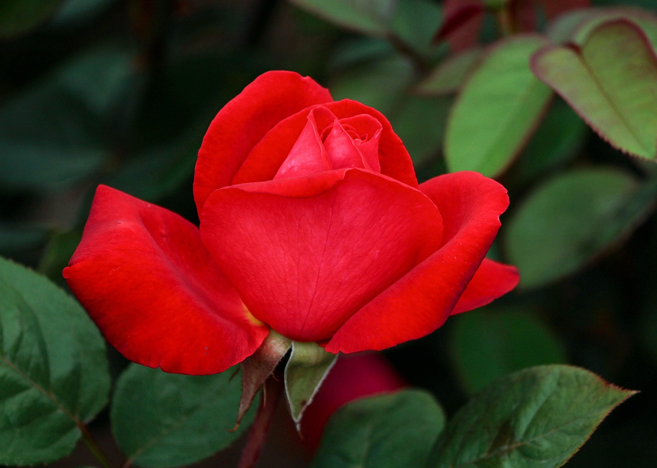 Rose Red Petals Free Photo On Pixabay