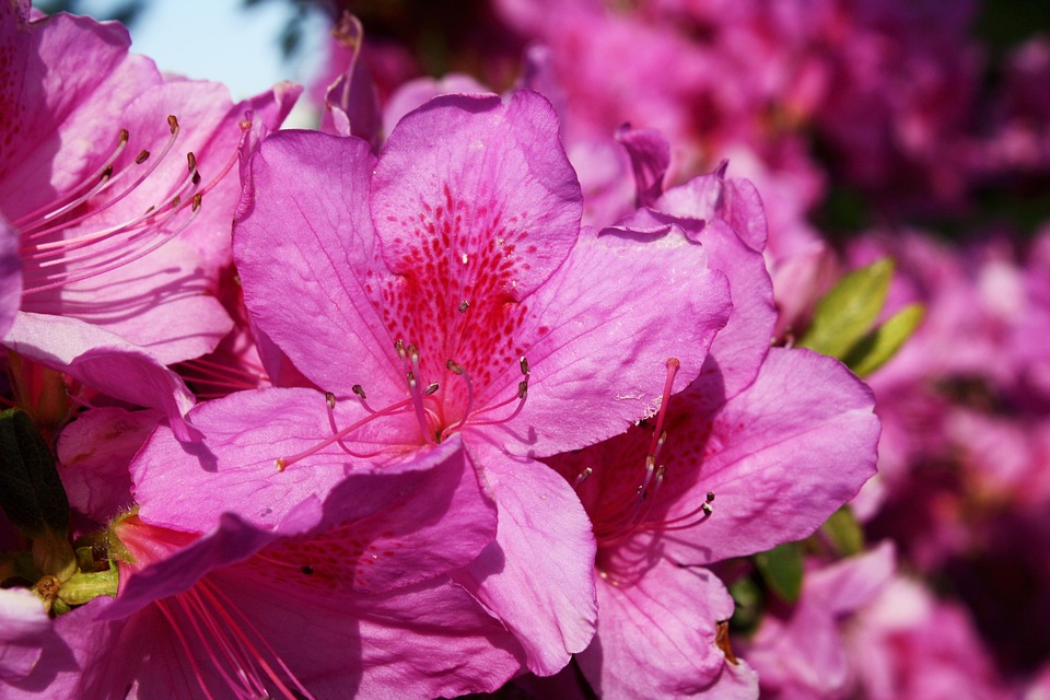 Azalea Plant Flower - Free photo on Pixabay - Pixabay