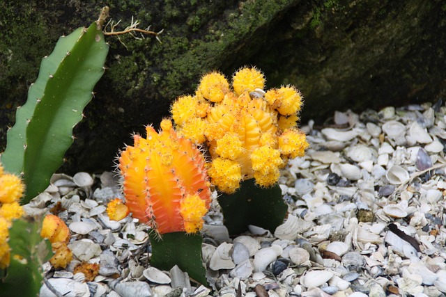 Free Cactus Budding photo and picture