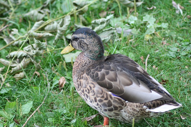 Free Anas Platyrhynchos photo and picture