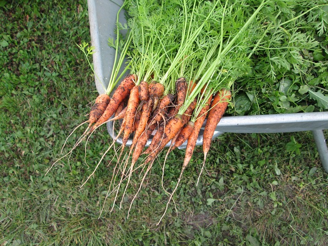 Free Carrots Vegetables photo and picture