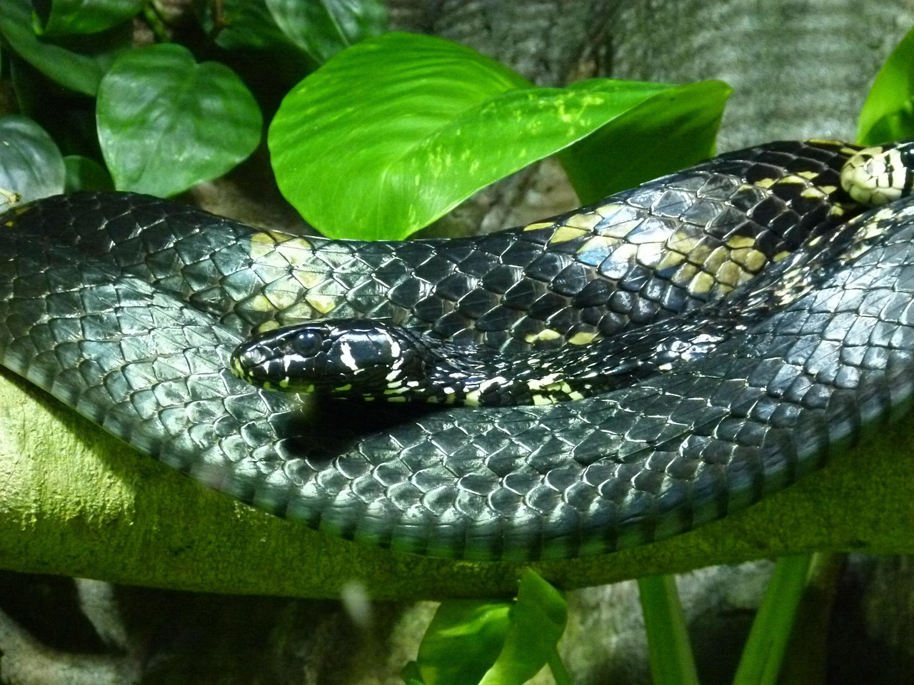 Serpiente Víbora Veneno - Foto gratis en Pixabay - Pixabay