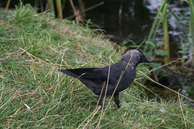 Free Corvus Monedula Bird photo and picture