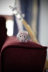 mouse, rat, animal