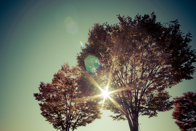 Free Tree Sun photo and picture