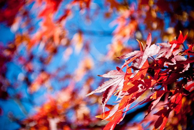 Free Autumn Leaves photo and picture