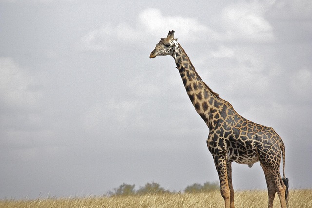 Giraffe, Safari, Tierwelt, Serengeti