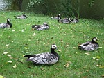 branta leucopsis, birds, animals