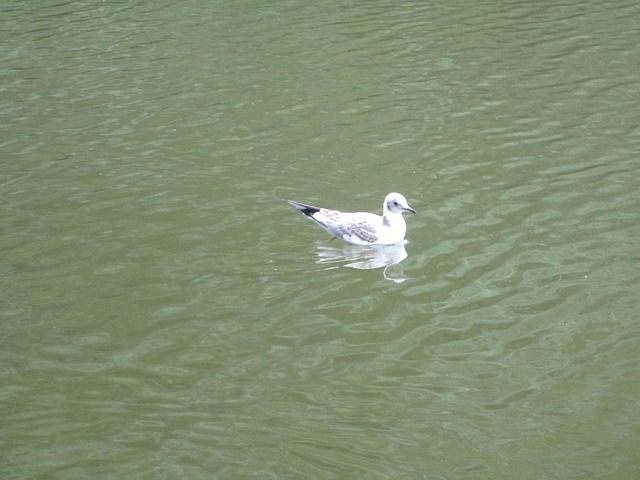 Free Larus Ridibundus Black-Headed Gull photo and picture