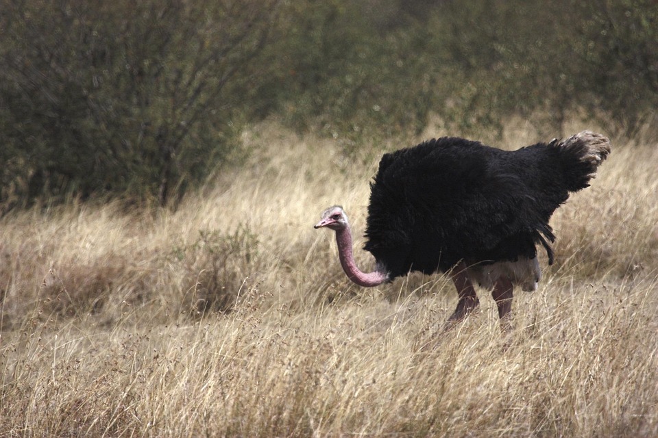 Ostrich Bird Africa South Free Photo On Pixabay