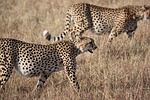 africa, south africa, wild