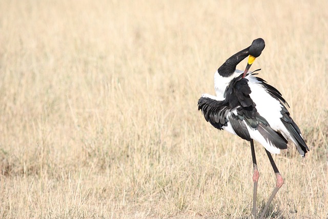Vogel, Zerzaust, Gefieder, Storch, Vögel
