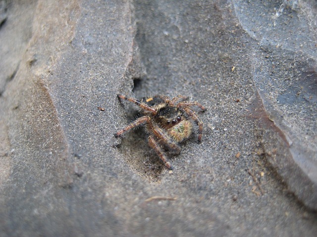 Spinne, Insekt, Behaart, Web Spider