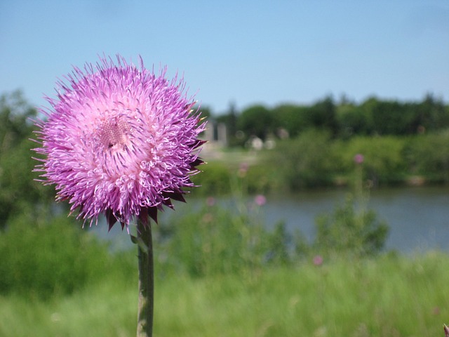 Unkraut, Natur, Blume, Blumentapete