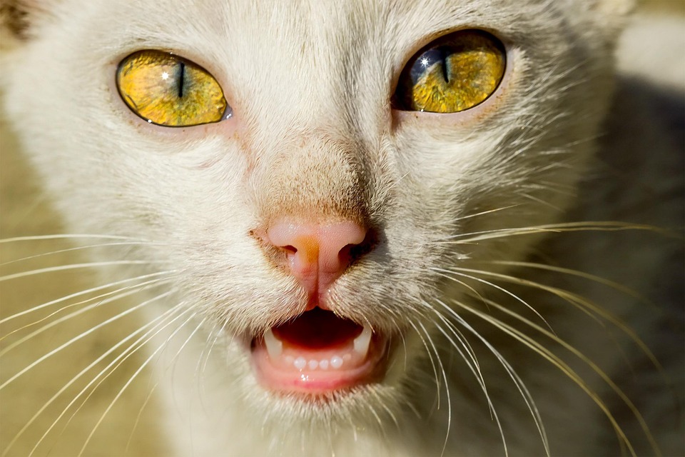 Free photo Cat, Cat Face, Cat'S Eyes, Animal Free Image on Pixabay 171370