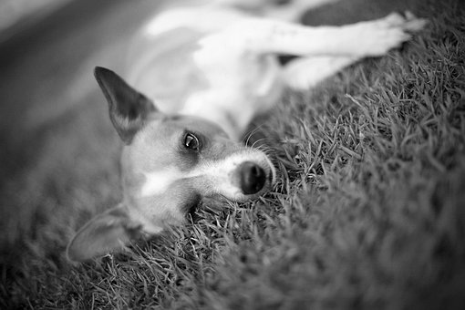 개, 애완 동물, 포유 동물, 강아지, 귀여운, 얼굴, 그레아