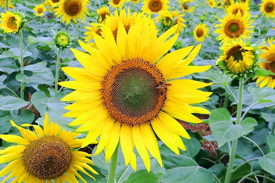 Sunflower Bee Flower - Free photo on Pixabay
