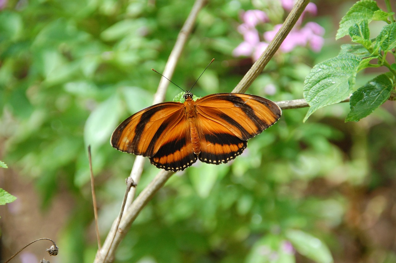 Insects In Brazil Meer dan 4.000 gratis afbeeldingen van Brazilie en Brazilië - Pixabay