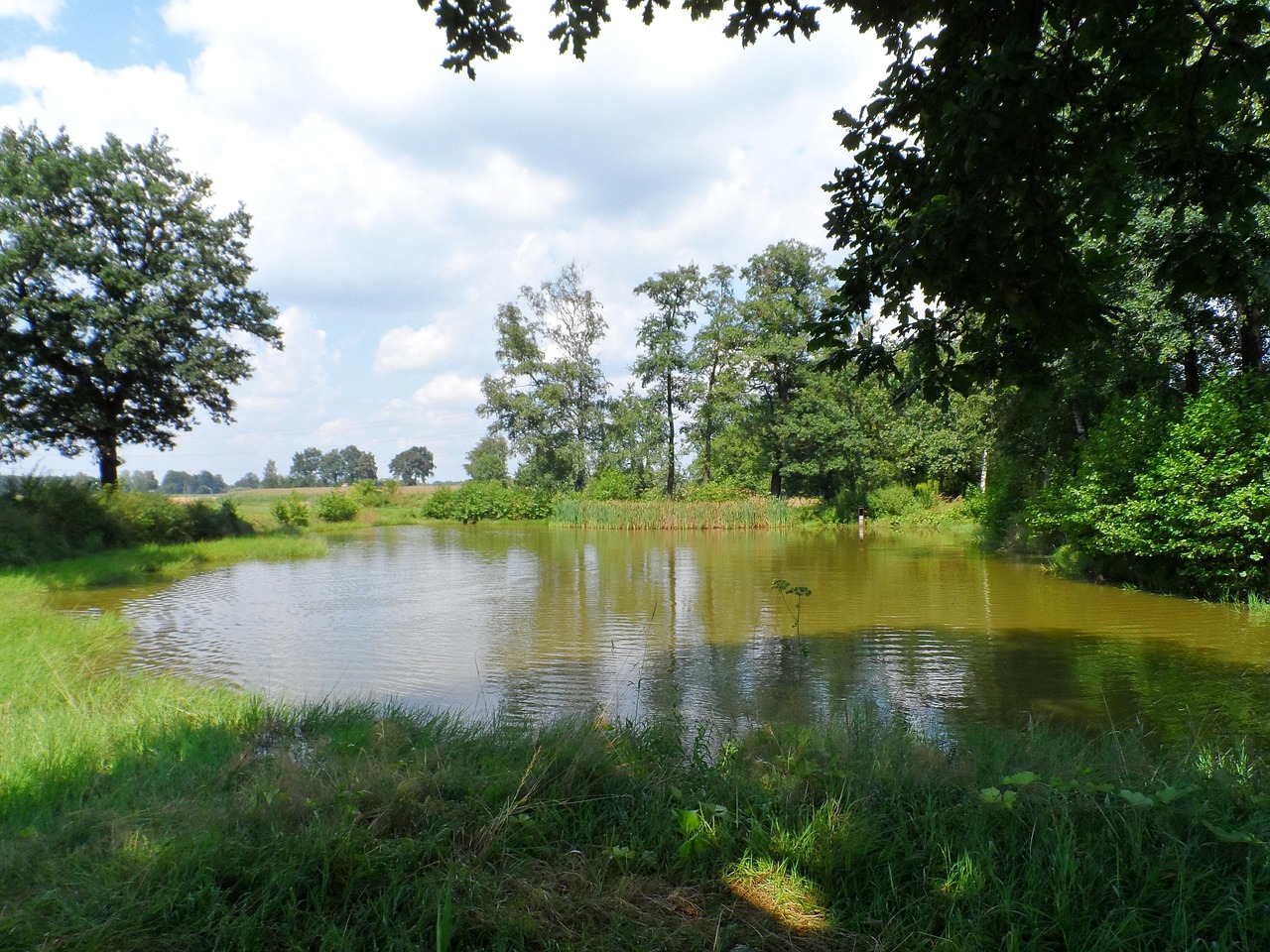 Joint Pond Free photo on Pixabay Pixabay
