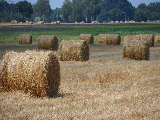 Free Straw Bale photo and picture