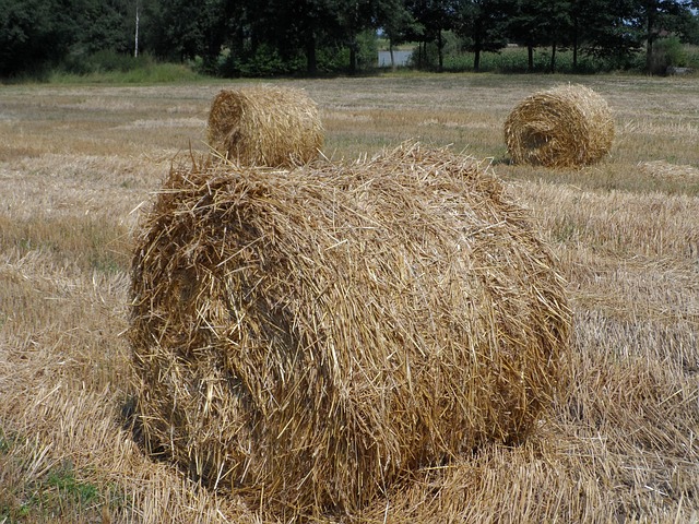 Free Straw Field photo and picture