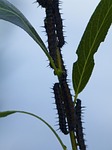 caterpillars, leaves, insects