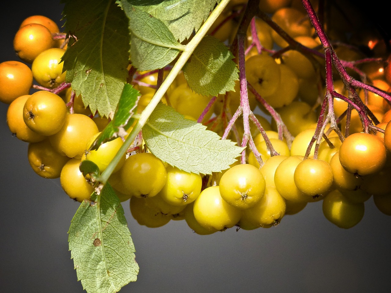 Rowan Berries Close-Up Nature - Free photo on Pixabay - Pixabay