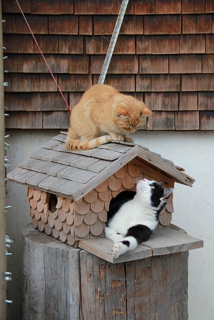 Free Cat Cats photo and picture