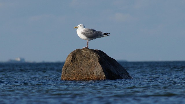 Free Gull Nature photo and picture