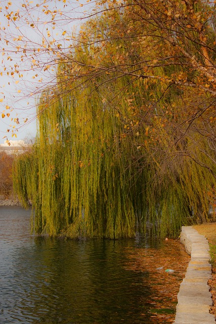 Free Willow Weeping Willow photo and picture
