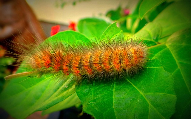 Free Caterpillar Worm photo and picture