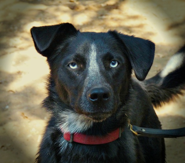 Free Dog Pet photo and picture