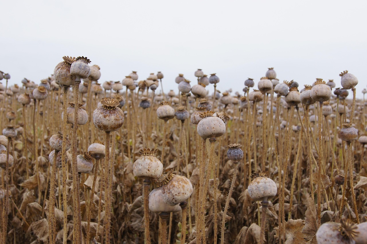 Poppy Seed Capsule Faded - Free photo on Pixabay