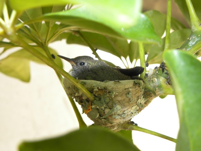 Free Nest Bird photo and picture