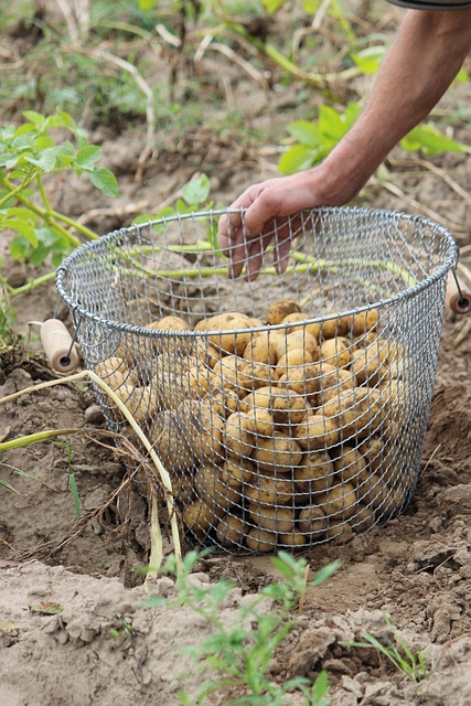 Free Bio Potato photo and picture